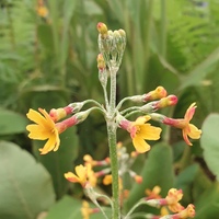 Primula chungensis 
